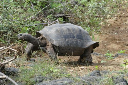 Chelonoidis niger chathamensis