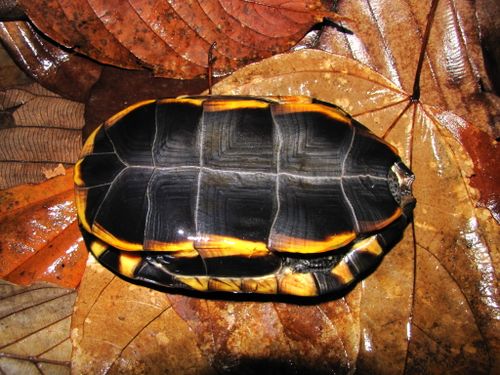 Plastron Platemys platycephala