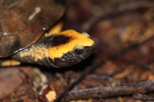 Tête Platemys platycephala melanonota