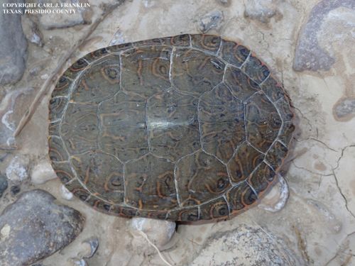 Dossière Trachemys gaigeae