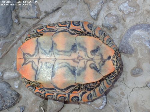 Plastron Trachemys gaigeae