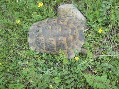 Dossière Testudo graeca zarudnyi