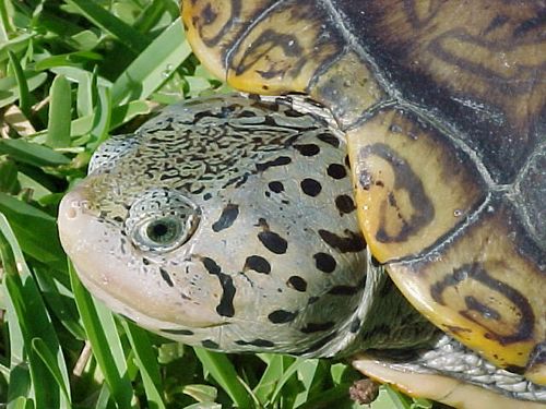 Tête Malaclemys terrapin tequesta