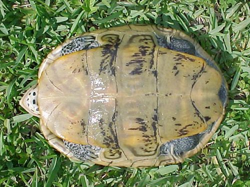 Plastron Malaclemys terrapin tequesta