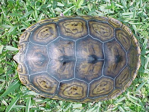 Dossière Malaclemys terrapin tequesta