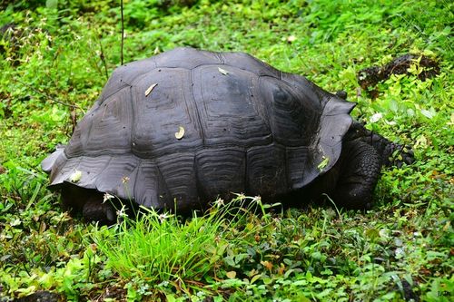 Dossière Chelonoidis niger donfaustoi