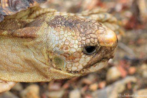 Tête Homopus areolatus