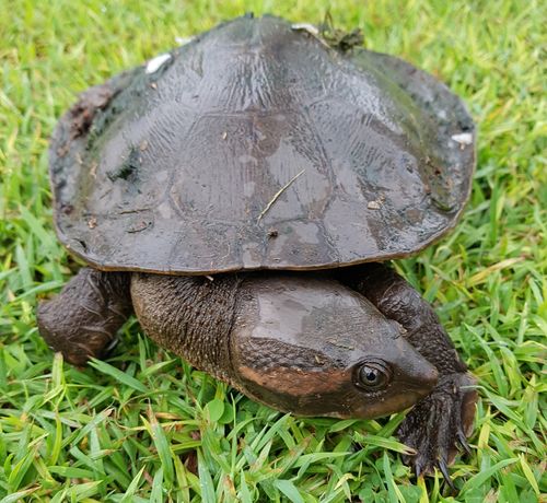 Tête Emydura victoriae