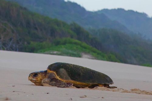 Caretta caretta