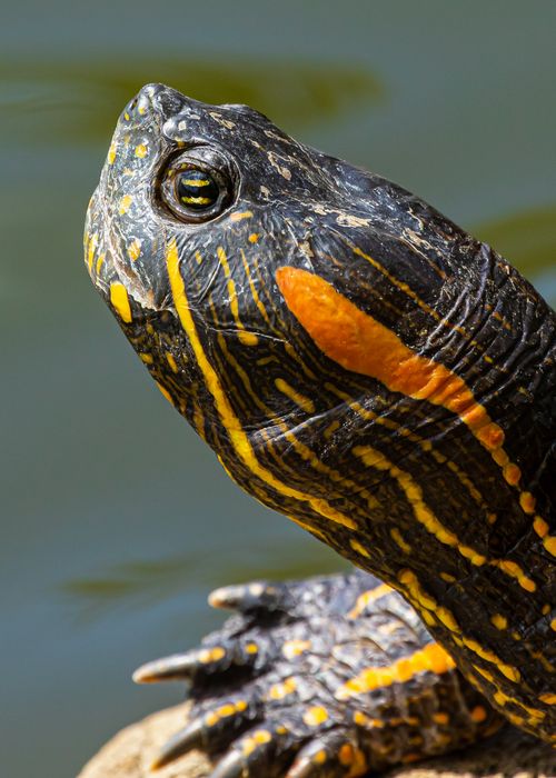 Tête Trachemys callirostris callirostris