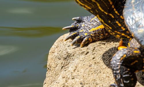 Corps Trachemys callirostris callirostris