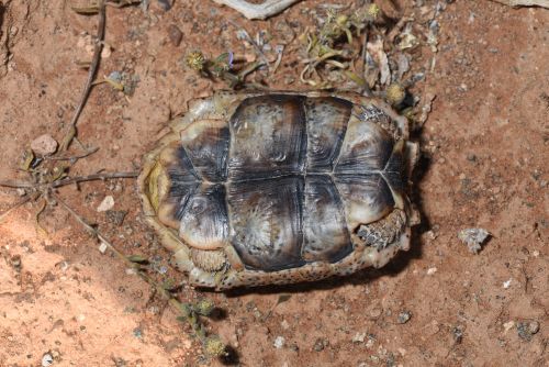 Plastron Chersobius signatus