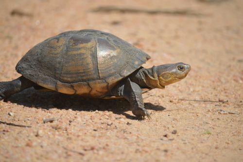 Pelusios rhodesianus