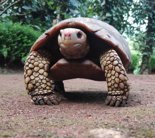 Corps Indotestudo travancorica