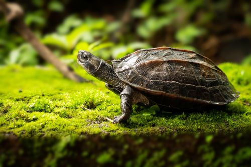 Melanochelys trijuga