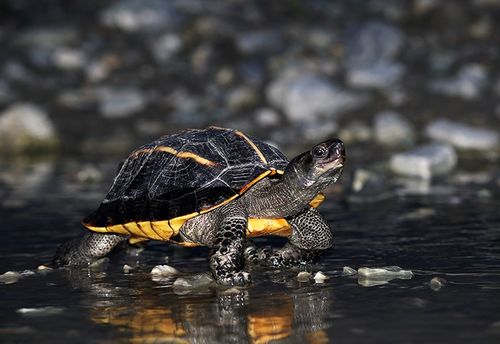 Melanochelys tricarinata