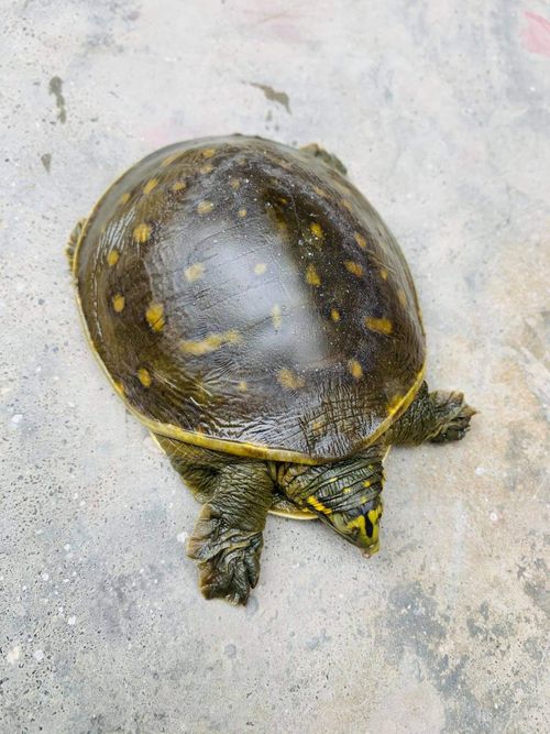 Dossière Lissemys punctata andersoni