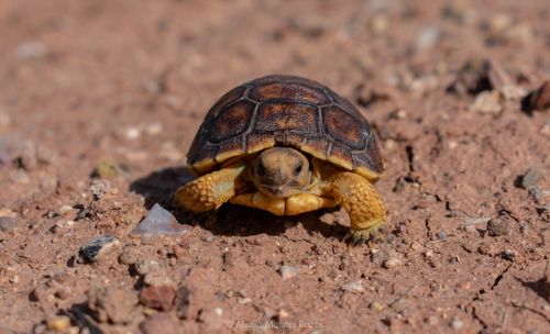 Juvénile Gopherus evgoodei