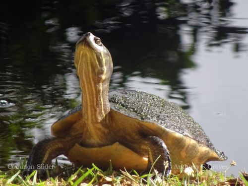 Corps Trachemys decussata