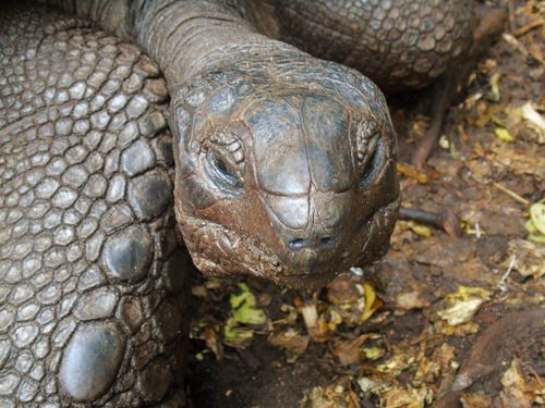 Tête Aldabrachelys gigantea