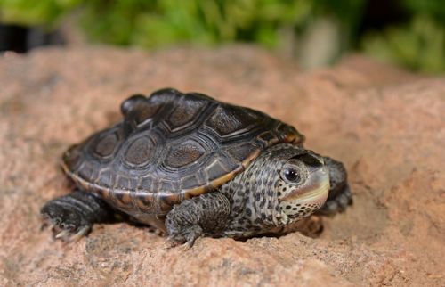 Juvénile Malaclemys terrapin littoralis