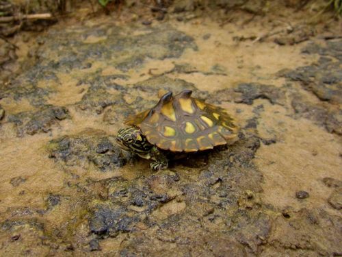 Juvénile Graptemys flavimaculata