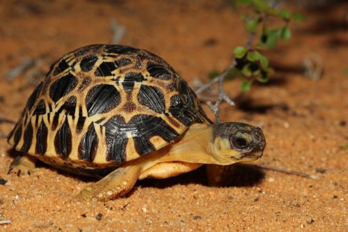 Juvénile Astrochelys radiata