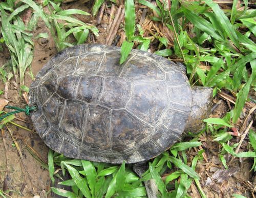 Dossière Mesoclemmys raniceps