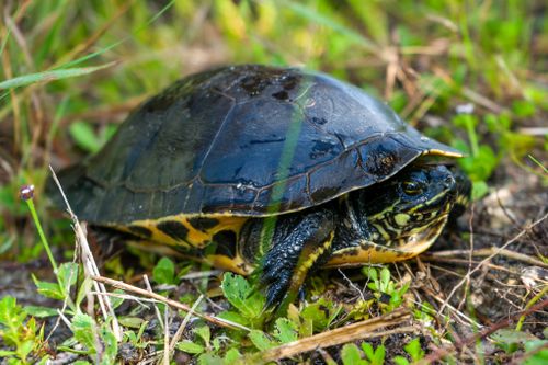 Deirochelys reticularia reticularia