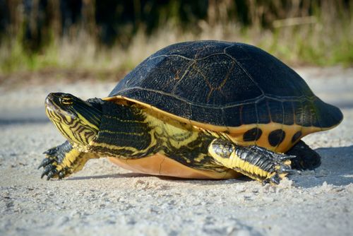 Deirochelys reticularia chrysea