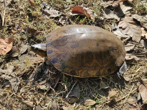 Dossière Trachemys grayi grayi