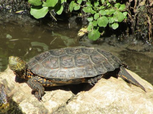 Mauremys leprosa leprosa