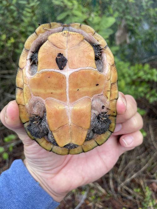 Plastron Sternotherus minor