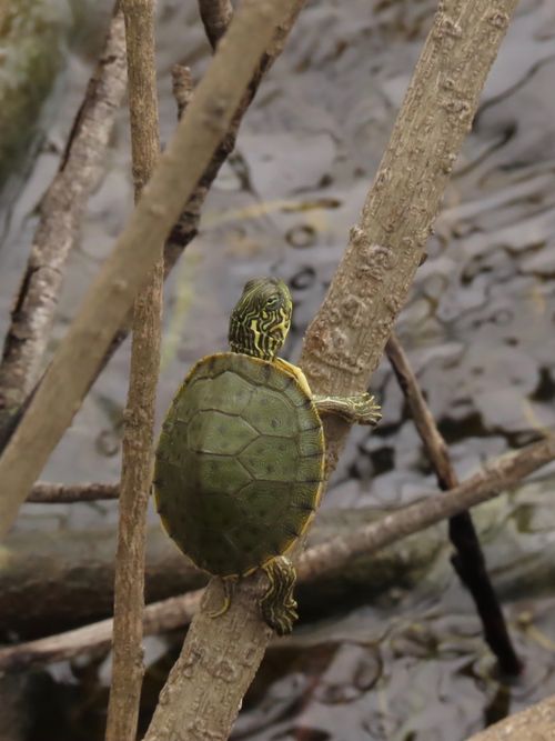 Juvénile Pseudemys texana