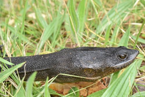 Tête Chelodina oblonga