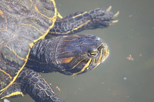 Tête Trachemys grayi