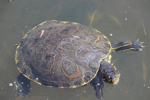 Dossière Trachemys grayi