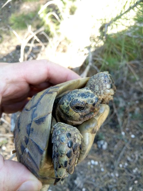 Tête Testudo graeca graeca