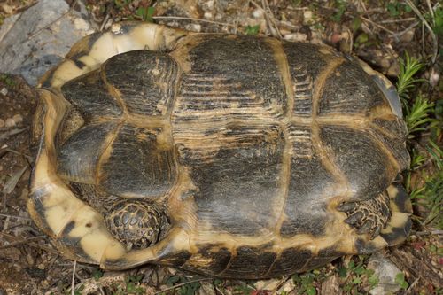 Plastron Testudo graeca ibera