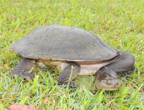 Chelodina expansa