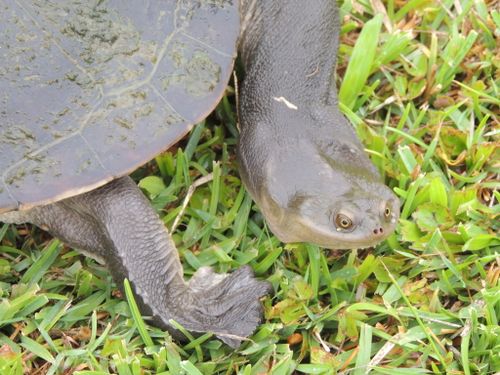 Corps Chelodina expansa