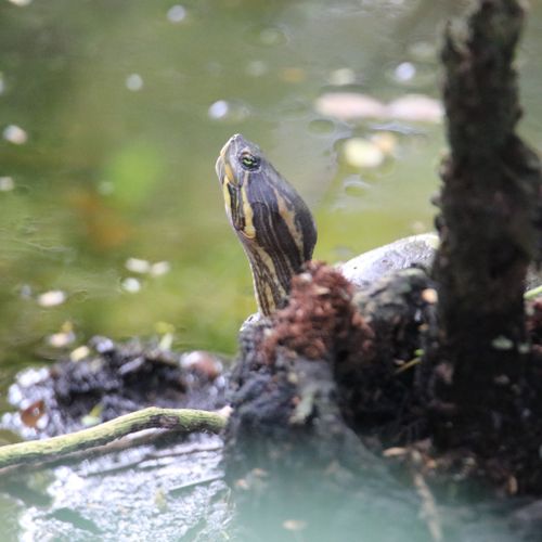 Tête Trachemys grayi panamensis