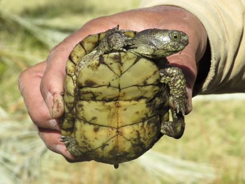 Plastron Terrapene coahuila