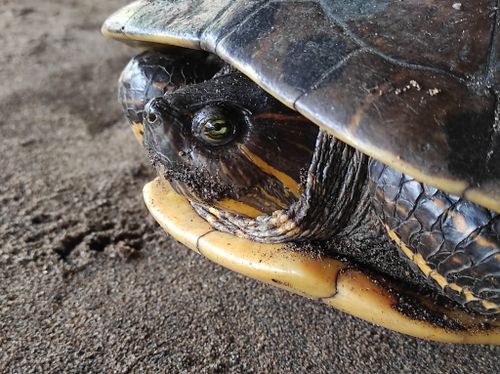 Tête Trachemys grayi grayi