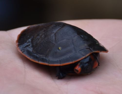 Juvénile Podocnemis erythrocephala