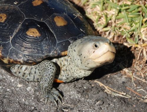 Tête Malaclemys terrapin macrospilota