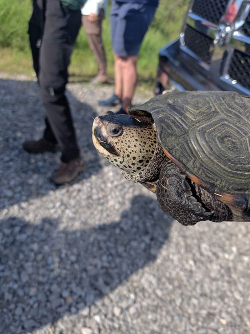 Corps Malaclemys terrapin pileata