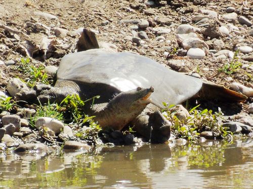 Rafetus euphraticus