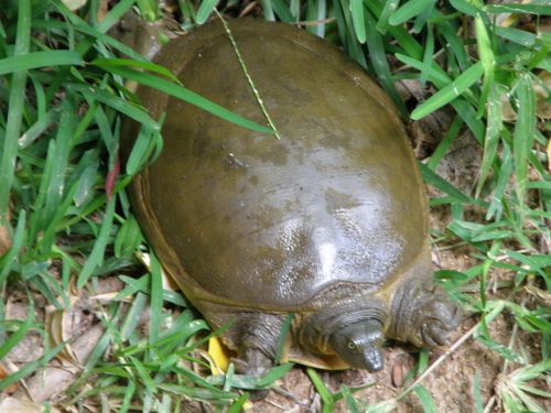 Dossière Lissemys punctata punctata