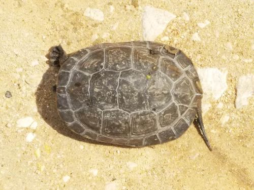 Dossière Mauremys leprosa leprosa